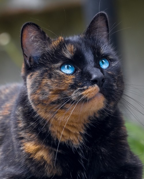 Siamesische Katze Hintergrundbilder Siamesische Katze Hd Bilder Fotos Kostenlos Herunterladen