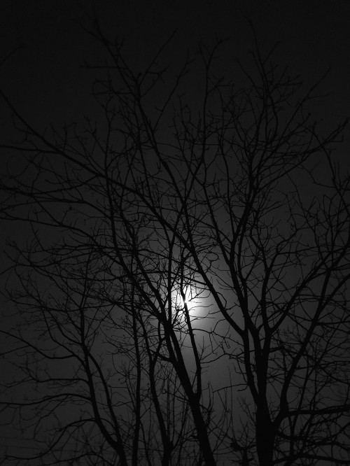 Image black and white, branch, night, twig, atmosphere