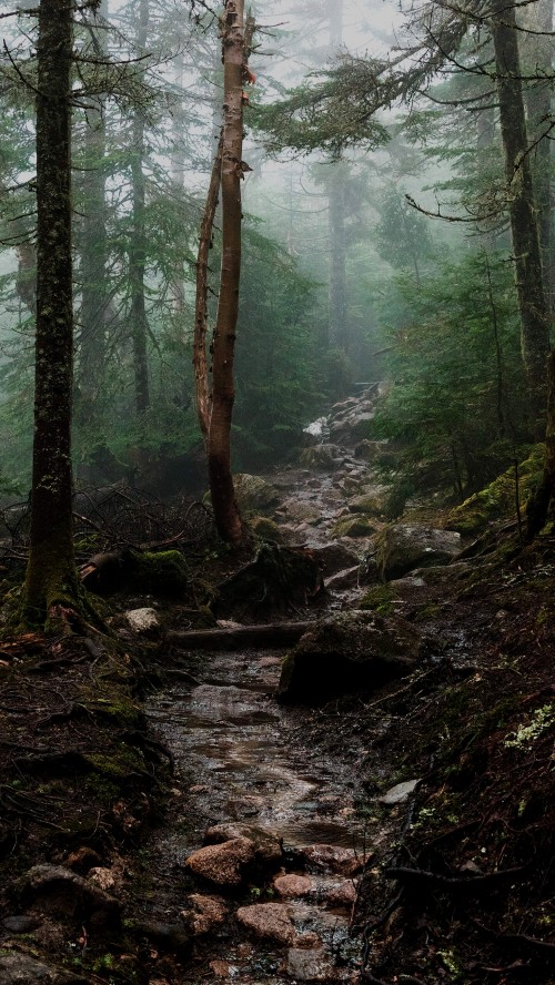 Image forest aesthetic, Aesthetics, forest, marconi union, plant