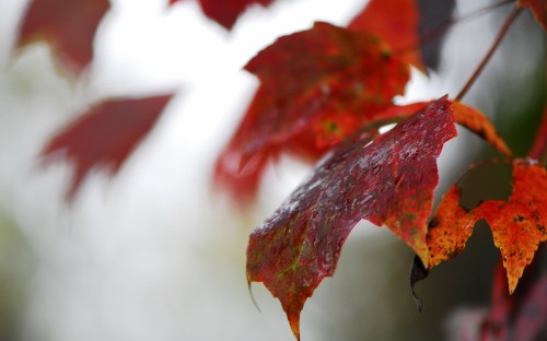 Image red and black maple leaf