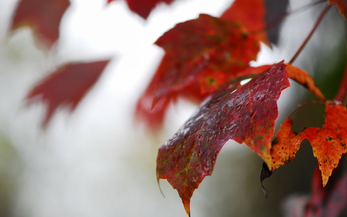 Feuille D'érable Rouge et Noir. Wallpaper in 2560x1600 Resolution