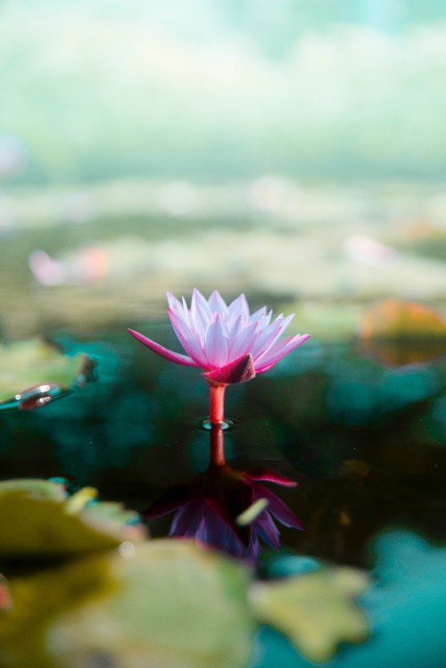 Image pink flower in tilt shift lens