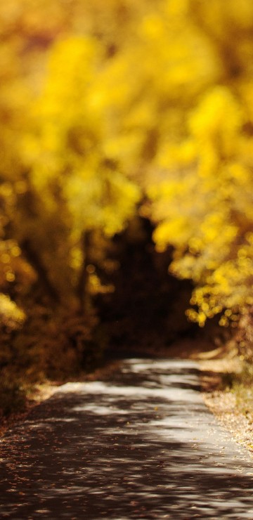 Image yellow flower field during daytime