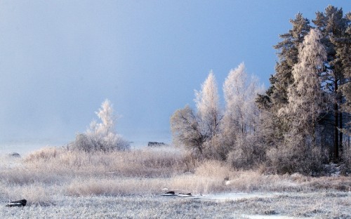 Image brown trees on snow covered ground during daytime