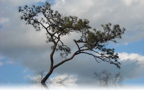 Image green tree under white clouds during daytime