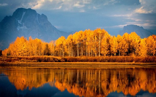 Image brown trees near lake during daytime