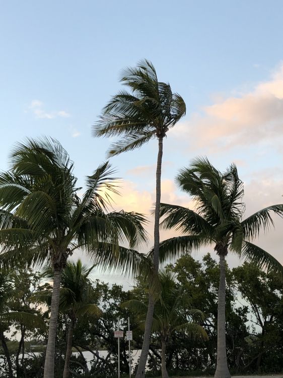 Babassu, Date palm, tree, woody plant, Trunk