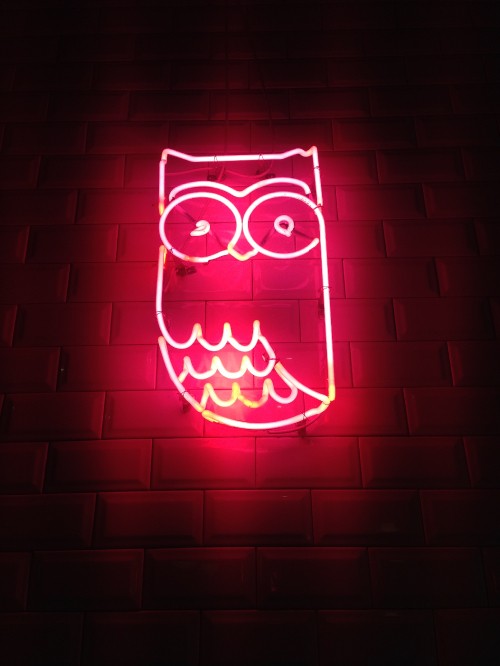 Image aesthetic neon owl, owls, neon, neon lighting, light