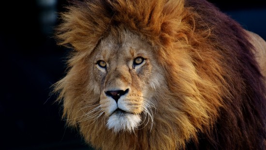 Image lion, male lion majestic, felidae, big cat, leopard