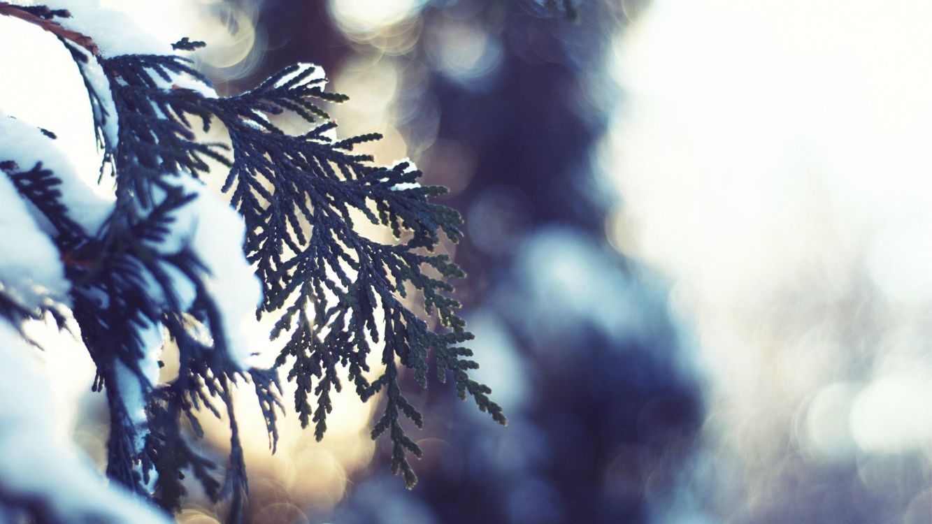 green leaves in tilt shift lens