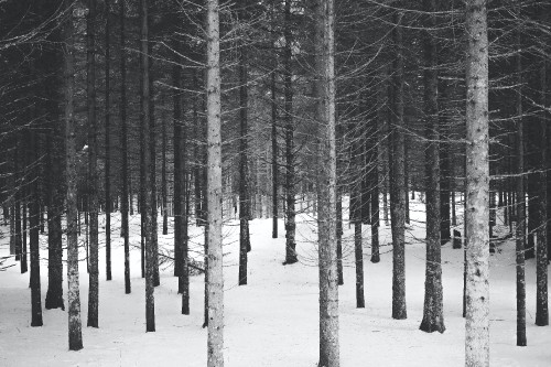 Image black and white, winter, Black And White Forest, plant, tree