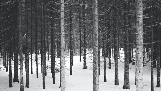 Image black and white, winter, Black And White Forest, plant, tree