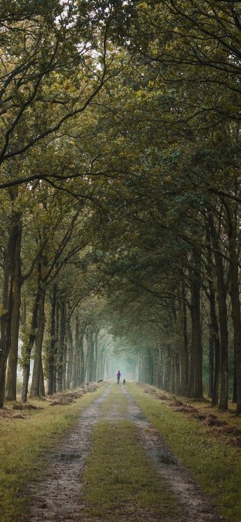 Bosque, Naturaleza, Verde, Sucursal, Planta Leñosa. Wallpaper in 1080x2340 Resolution