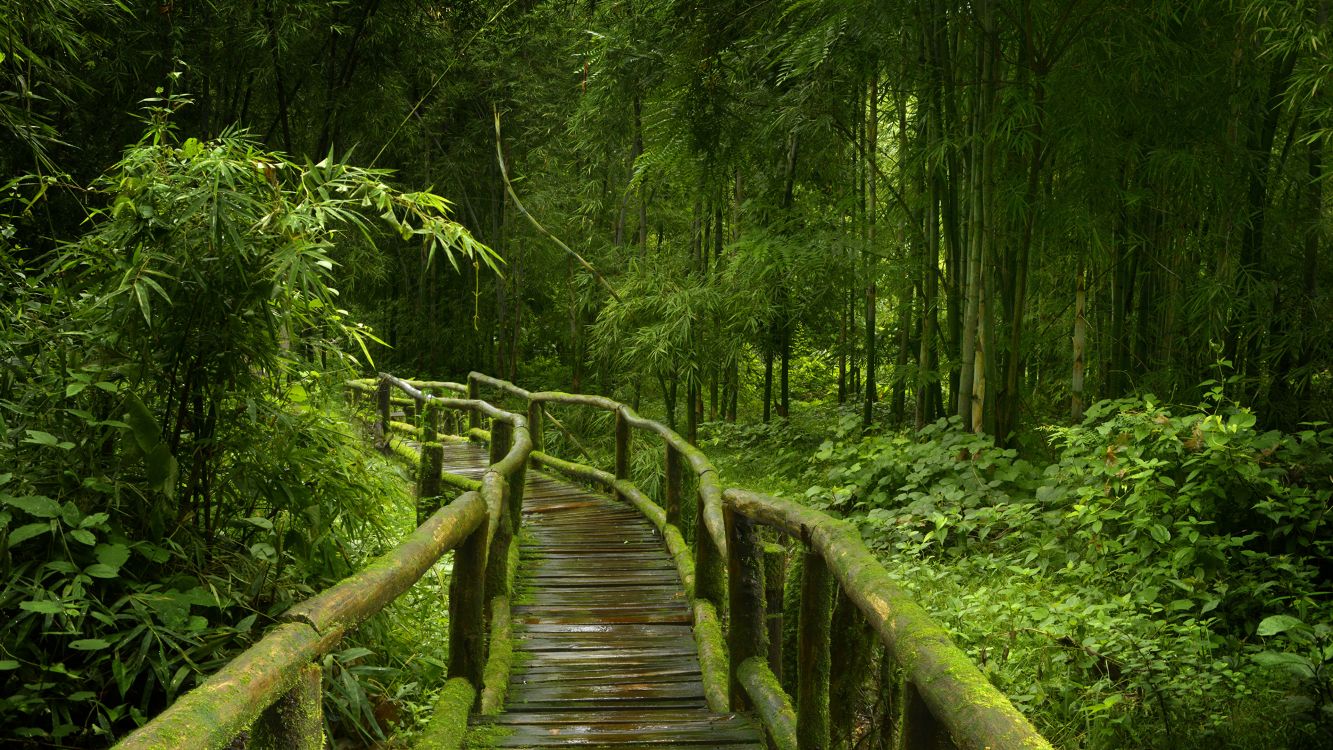 Braune Holzbrücke im Wald. Wallpaper in 3840x2160 Resolution