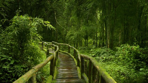 Image brown wooden bridge in the woods