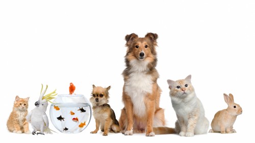 Image three dogs with white and brown long haired small sized dogs