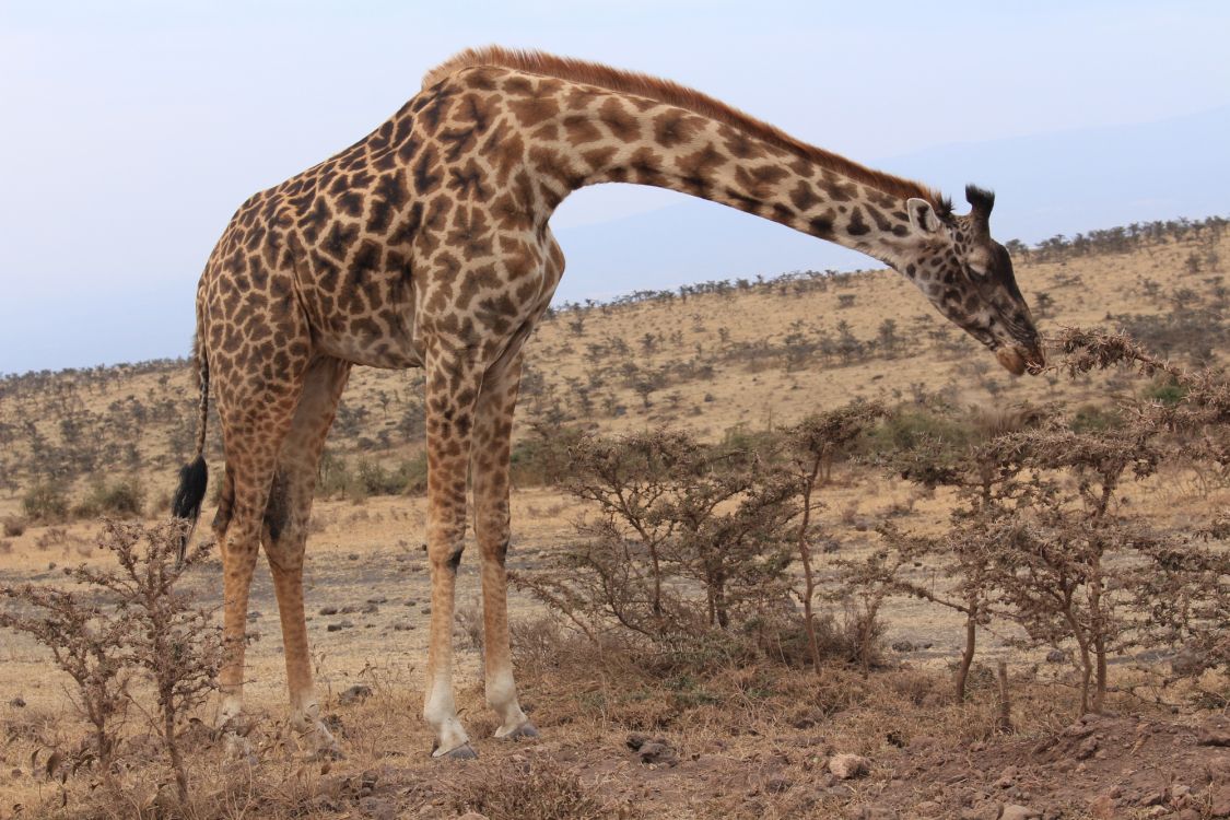 Girafe Debout Sur un Champ Brun Pendant la Journée. Wallpaper in 2000x1333 Resolution