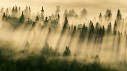 Image green pine trees under white clouds during daytime