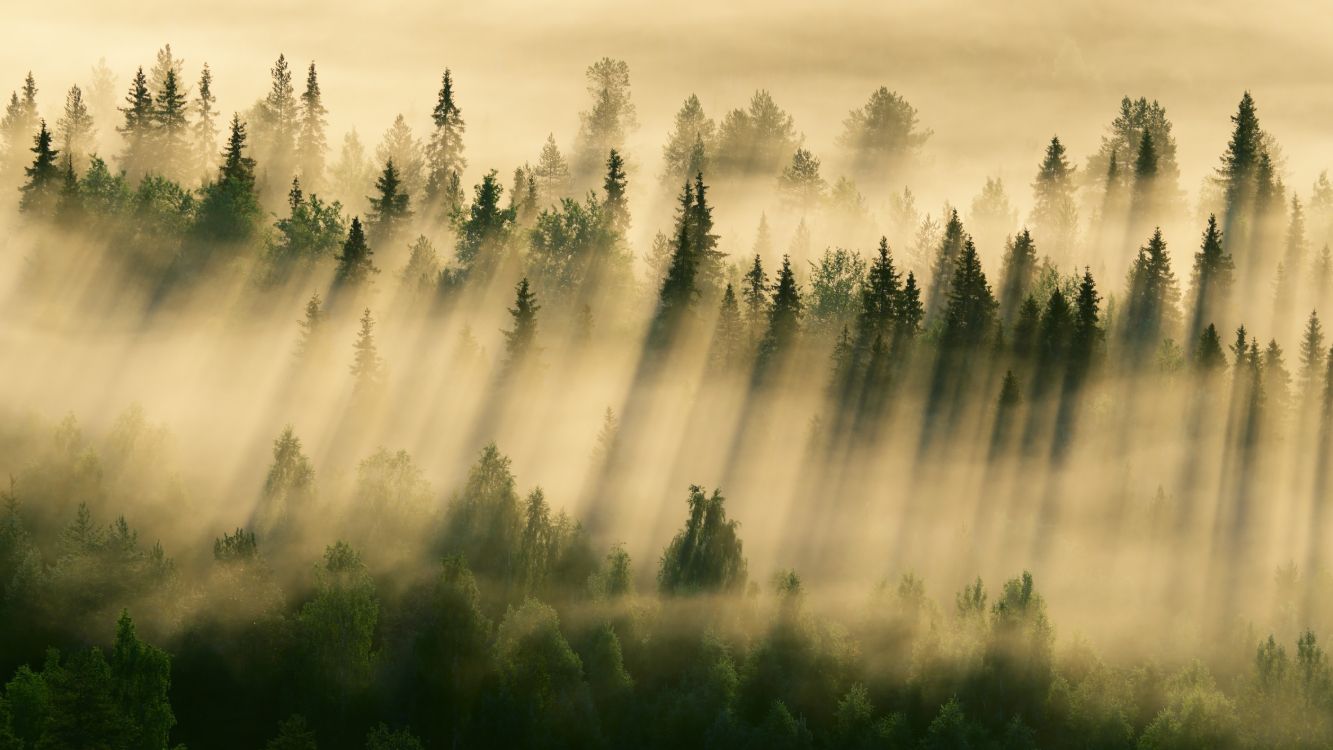 green pine trees under white clouds during daytime