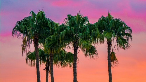 Image green palm tree under cloudy sky during daytime