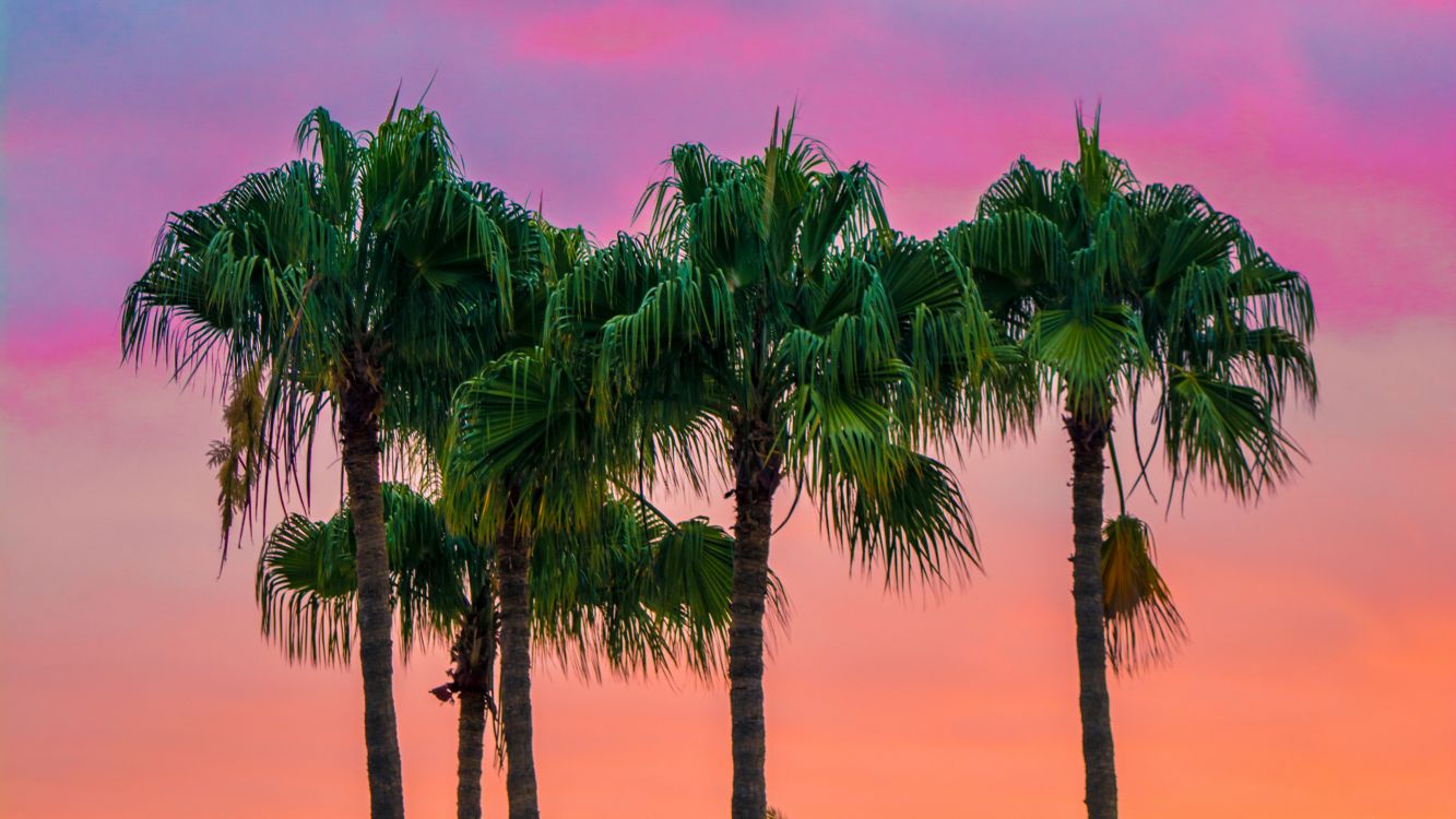 green palm tree under cloudy sky during daytime