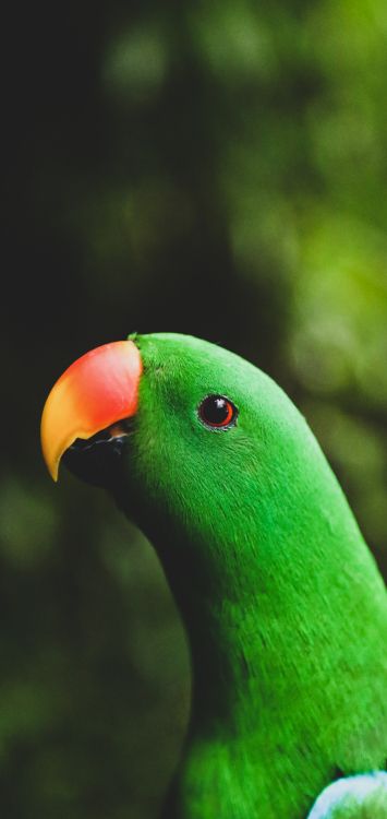 Parrot, Cockatoos, Toucans, Green Parakeet, Passerine. Wallpaper in 1421x3000 Resolution