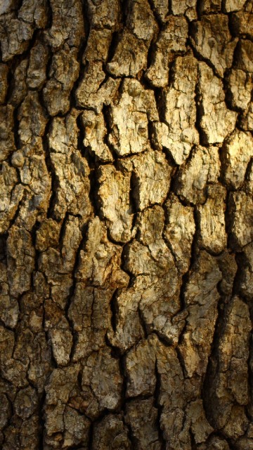 Image brown tree trunk during daytime