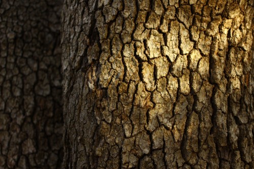 Image brown tree trunk during daytime