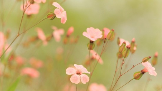 Image flower, summer, pink, plant, petal