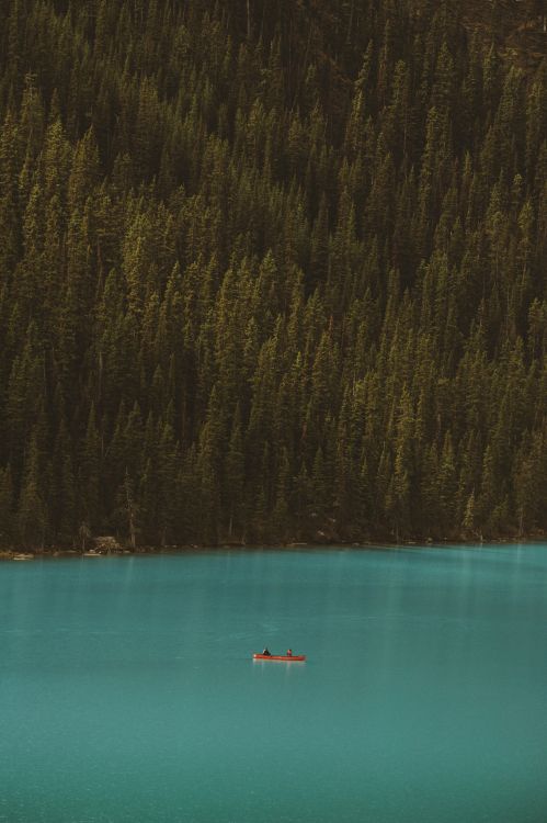 Wasser, Wald, Sound, Blau, Teal. Wallpaper in 3863x5795 Resolution