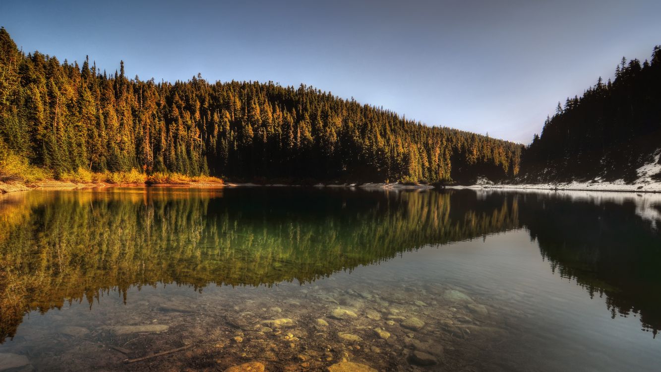 green trees beside body of water during daytime