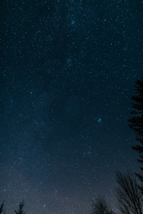 Image silhouette of trees under starry night