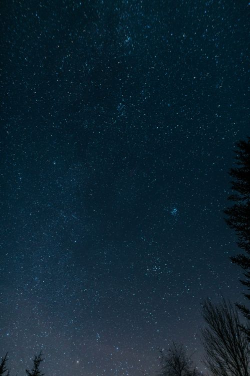 Silhouette of Trees Under Starry Night. Wallpaper in 3335x5000 Resolution