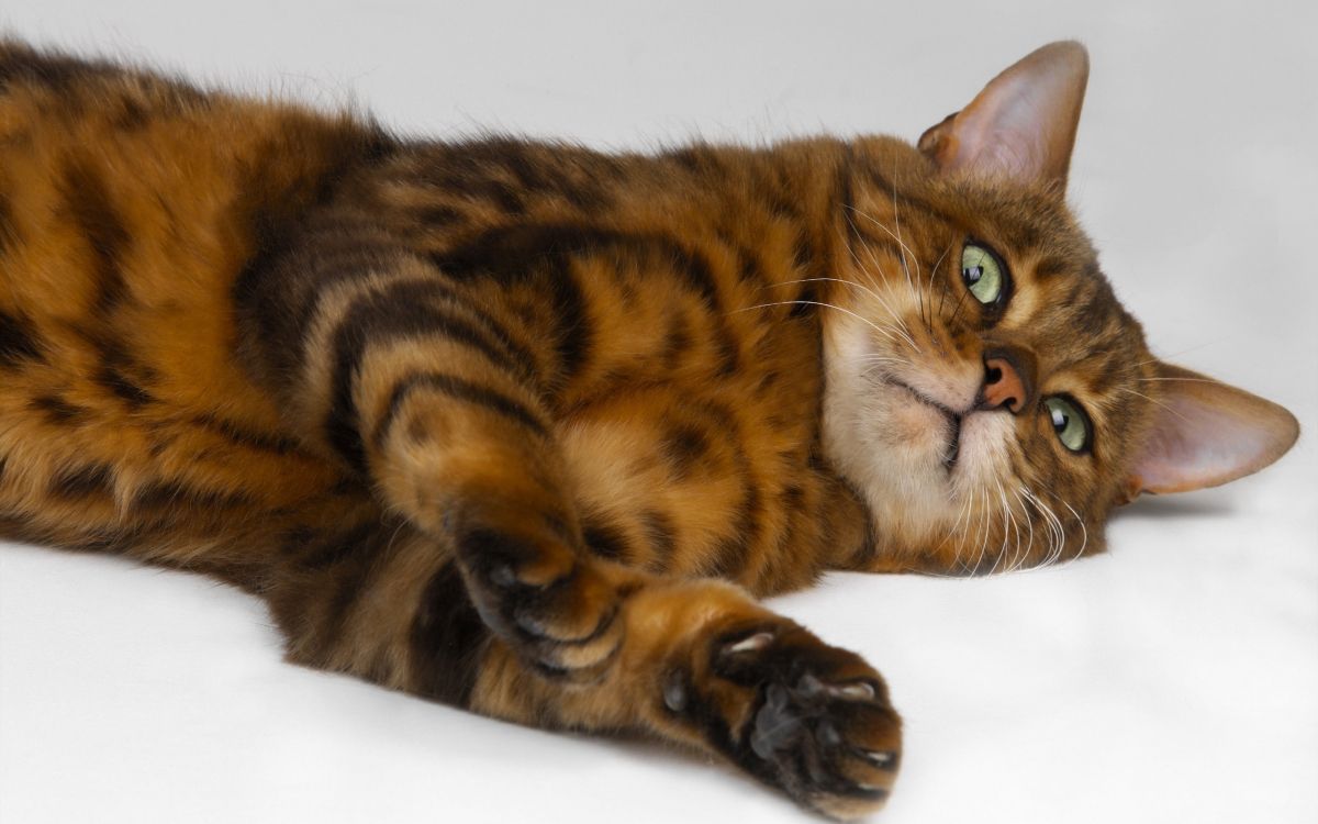 brown and black cat lying on white textile