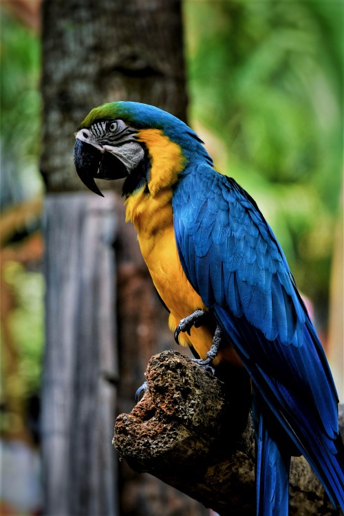 Image blue yellow and green parrot on brown tree branch