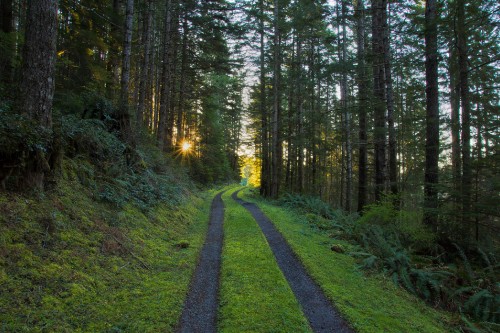 Image green grass pathway between green trees during daytime