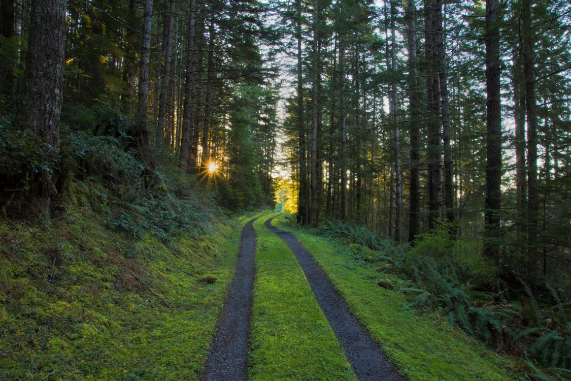 green grass pathway between green trees during daytime