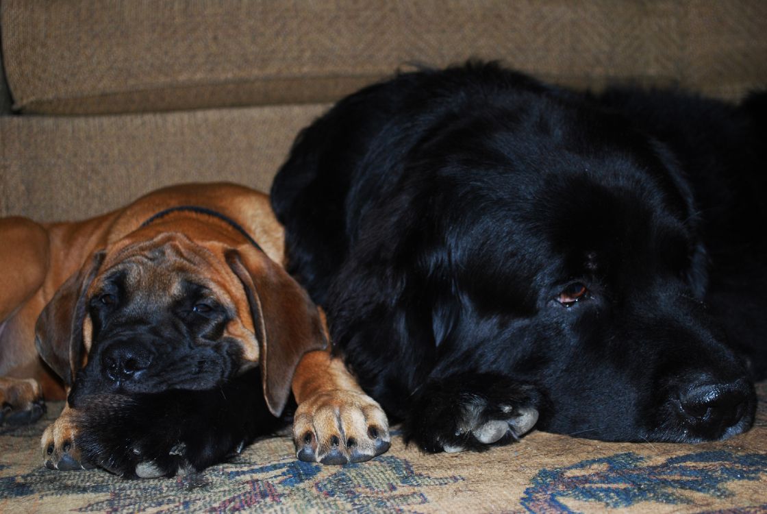 dog, puppy, newfoundland, dog breed, snout