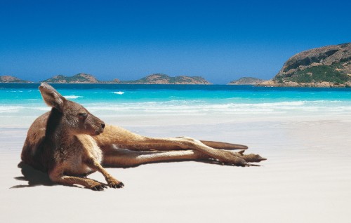 Image brown and white dog lying on white sand during daytime