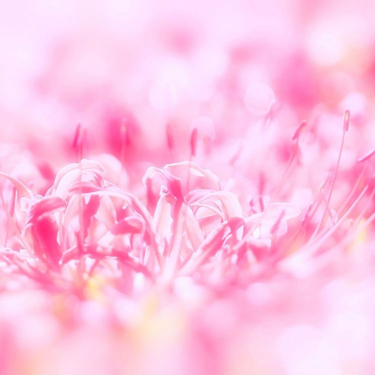 Pétales de Fleurs Roses et Blanches. Wallpaper in 2048x2048 Resolution