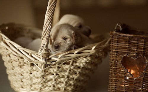 Image puppy, golden retriever, cane corso, wicker, basket