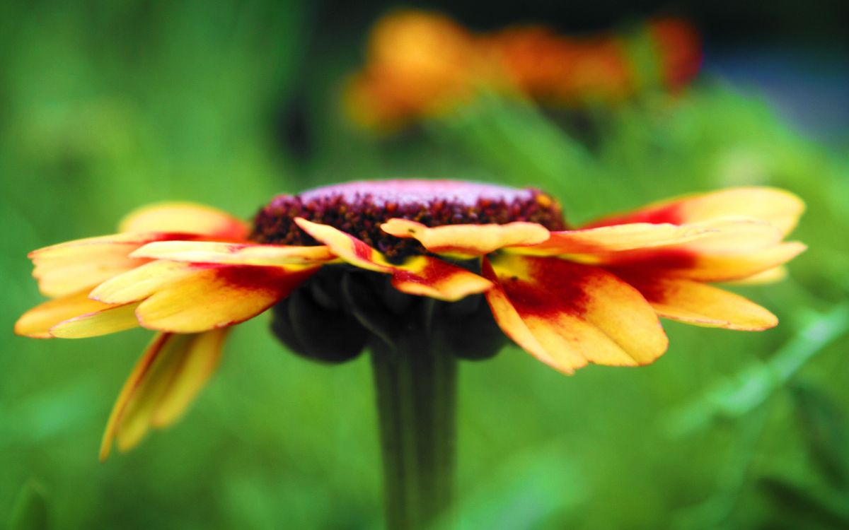 Yellow and Red Flower in Tilt Shift Lens. Wallpaper in 2560x1600 Resolution