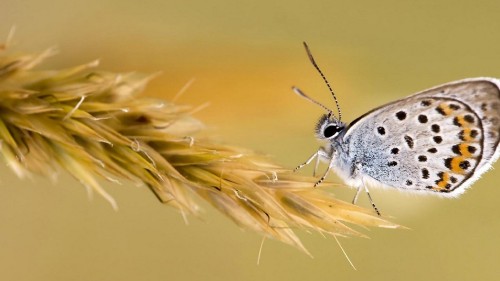 Image white and black butterfly on yellow flower