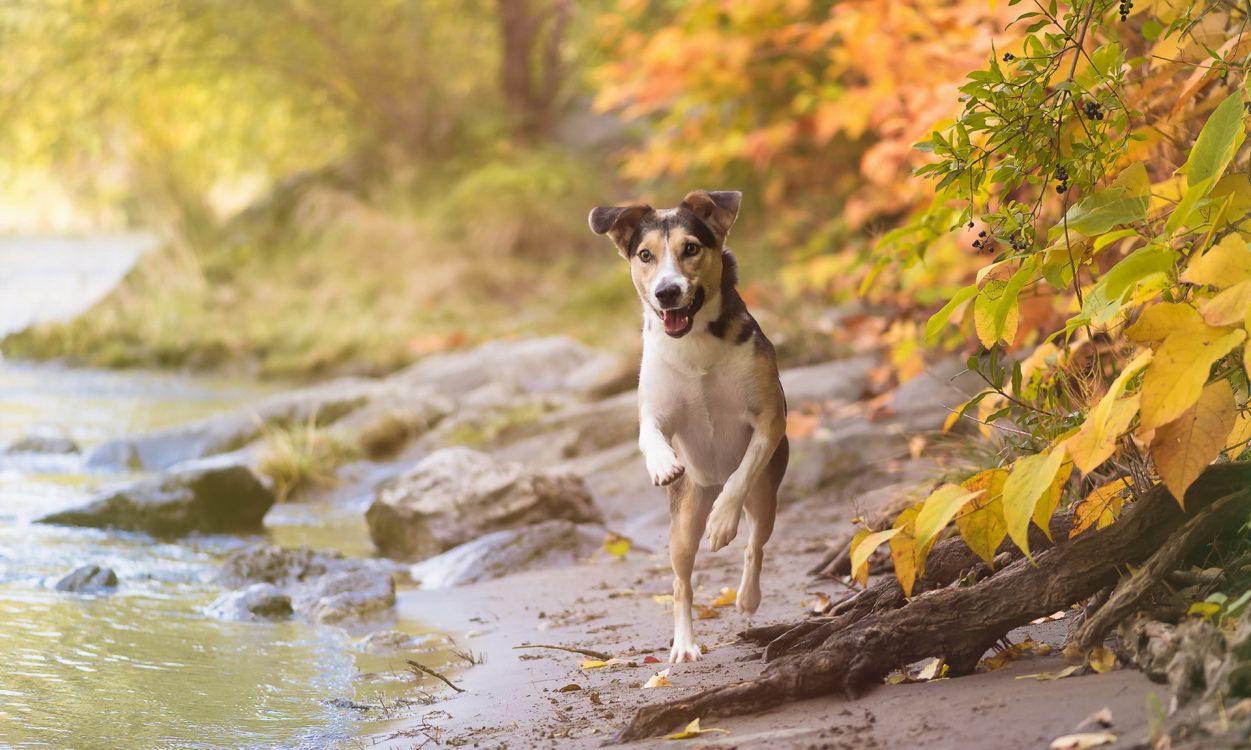 brown and white short coated dog standing on brown rock near river during daytime