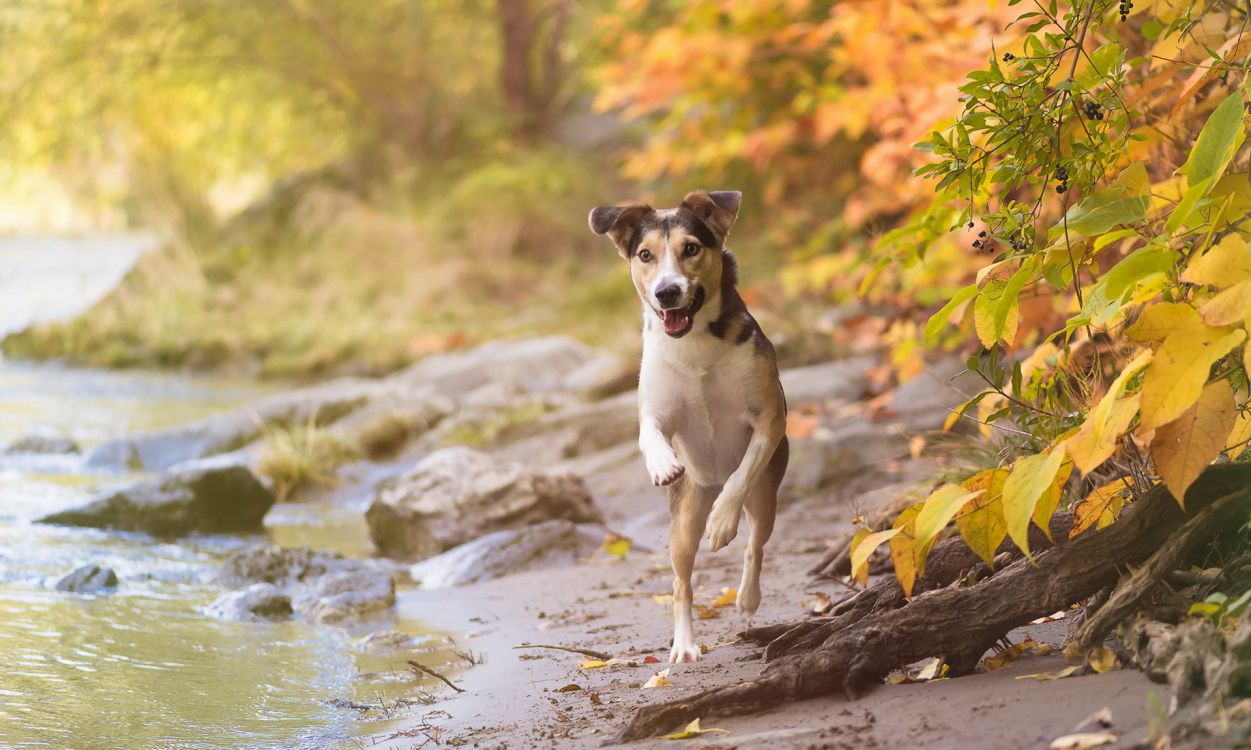 Braun-weißer, Kurzhaariger Hund, Der Tagsüber Auf Braunem Felsen in Der Nähe Des Flusses Steht Standing. Wallpaper in 1920x1151 Resolution
