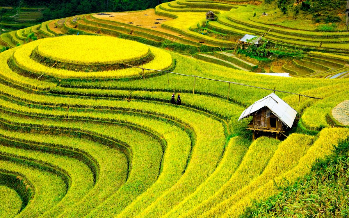 M仓池区, 露台, 稻田, 农业, 农作物 壁纸 2560x1600 允许