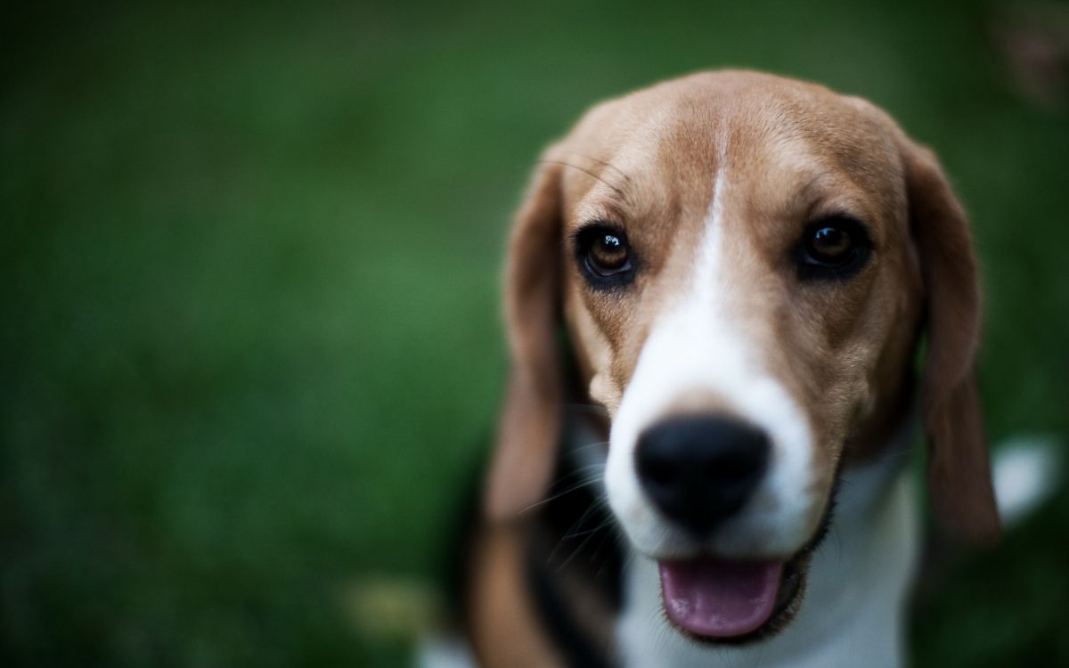 Tricolor Beagle Welpe Auf Der Grünen Wiese Tagsüber Grass. Wallpaper in 2560x1600 Resolution