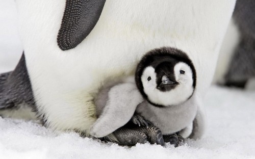 Image white and black penguin plush toy