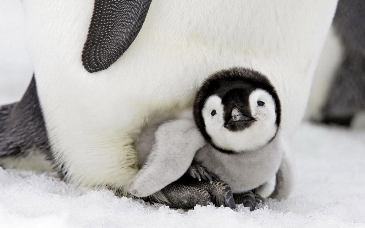 white and black penguin plush toy