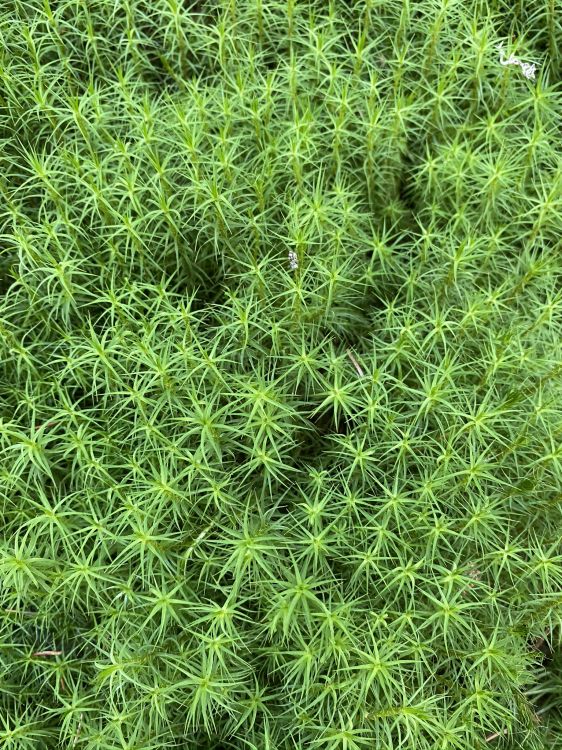 Vegetation, Bodendecker, Staude, Wissenschaft, Biologie. Wallpaper in 1536x2048 Resolution